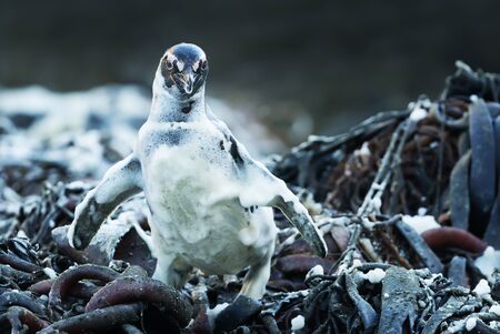 Close up of Magellanic penguin covered in foamy ocean water, Falkland Islands.の写真素材