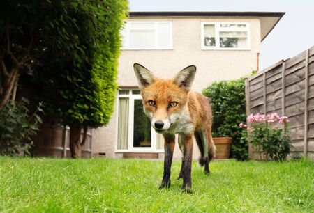 Close up of a Red fox standing in the garden with flowers near house in a suburb of London, summer in UK.の写真素材