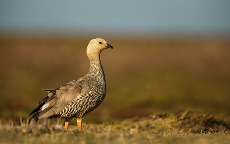 Upland Goose foraging in the field of grass, Falkland Islands.の写真素材