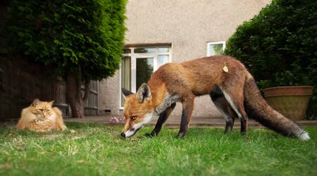 Close up of a cat and fox in the garden, UK.の写真素材