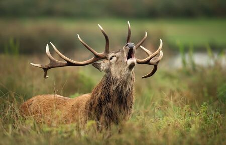 Close-up of red deer stag calling during rutting season in autumn, UK.の写真素材