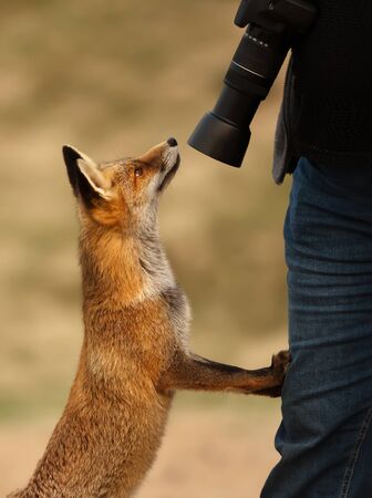 Close up a red fox (Vulpes Vulpes) and a photographer.
