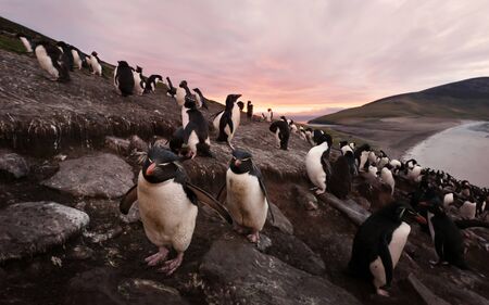 Colony of Southern rockhopper penguins at sunset, Saunders, Falkland Islands.の写真素材