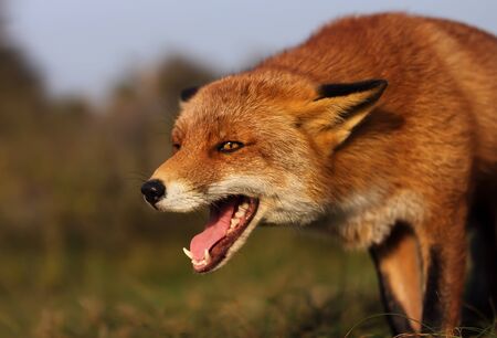 Close up of a red fox (Vulpes vulpes) in the meadow.