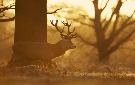 Close up of a Red deer walking in grass at dawn, UK.の写真素材