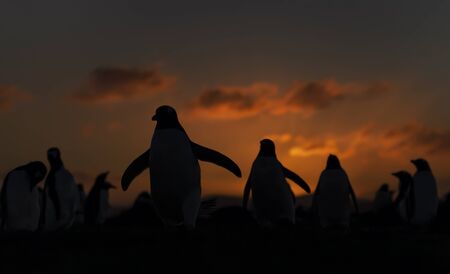 Gentoo penguins at sunset, Saunders, Falkland Islands.の写真素材