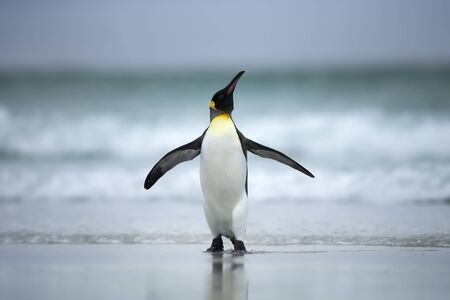 Close up of a King penguin standing on the coasts of Atlantic ocean, Falkland Islands.の写真素材