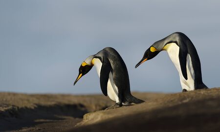 Close up of two King penguins (Aptenodytes patagonicus) trying to cross a ditch, Falkland Islands.の写真素材