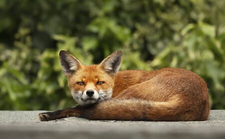 Close up of an urban red fox sleeping on the roof of a shed, UK.の写真素材