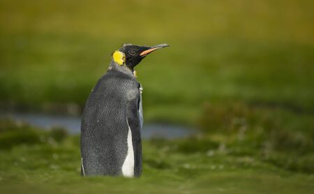 Close up of a juvenile king penguin with molting feathers, Falkland Islands.の写真素材