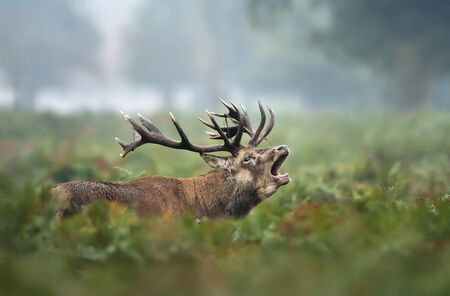 Close-up of red deer stag calling during rutting season in autumn.の写真素材
