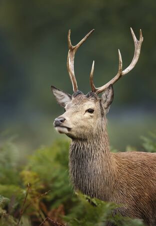 Close up of a young red deer buck during rutting season in autumn, UK.の写真素材