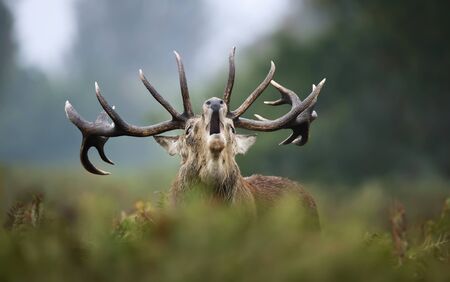 Close-up of red deer stag calling during rutting season in autumn.の写真素材