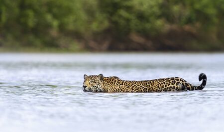Close up of a Jaguar swimming in water, Pantanal, Brazil.の写真素材