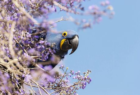 Close up of a Hyacinth macaw perched on a tree branch in spring, South Pantanal, Brazil.