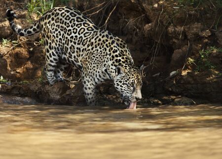 Close up of a Jaguar drinking water from the river, Pantanal, Brazil.