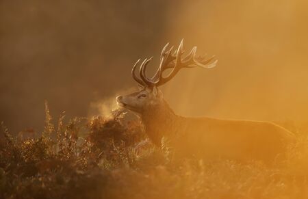 Close up of a Red Deer (Cervus elaphus) stag during rutting season with breath condensing at dawn,...