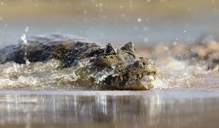 Close up of a Yacare caiman (Caiman yacare) in splashing water, South Pantanal, Brazil.の写真素材
