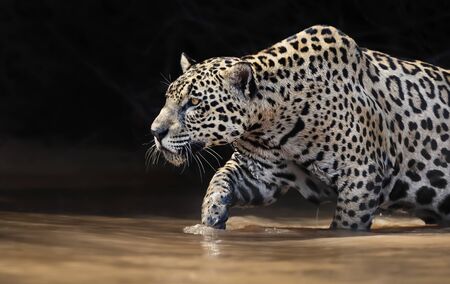 Close up of a Jaguar walking in water, Pantanal, Brazil.