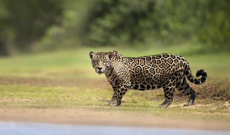 Close up of a Jaguar walking near river, Pantanal, Brazil.の写真素材