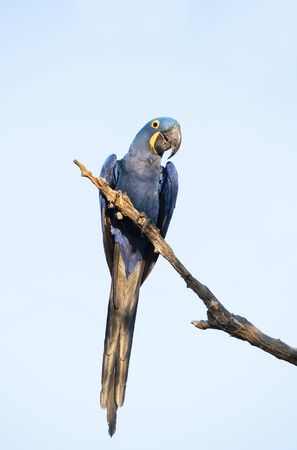 Close up of a Hyacinth macaw perched in a tree, South Pantanal, Brazil.の写真素材