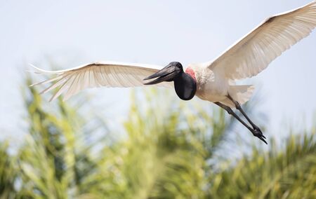 Close up of Jabiru in flight, Pantanal, Brazil.の写真素材