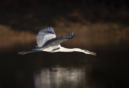 Close up of a Cocoi heron in flight, Pantanal, Brazil.の写真素材