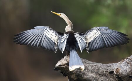 Close up of Anhinga perched on a falling tree with wingsÂ and tail spread to dry, Pantanal,...