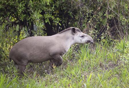 Close up of a South american tapir walking in grass, Pantanal, Brazil