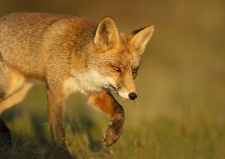 Close up of a red fox (Vulpes vulpes) walking in the grassの写真素材