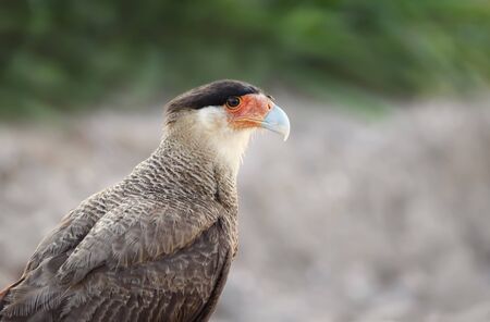 Close up of Southern crested caracara, Pantanal, Brazil.
