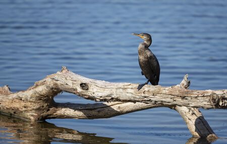Neotropic cormorant (Phalacrocorax brasilianus) perched on a fallen tree, South Pantanal, Brazil.の写真素材
