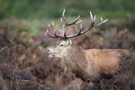 Close-up of a red deer stag calling during rutting season in autumn, UK.