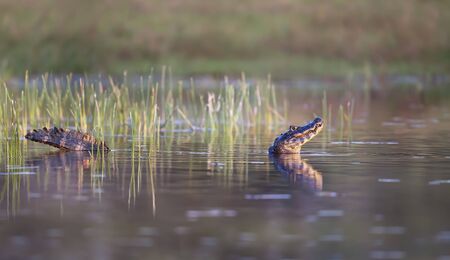 Close up of a Yacare caiman in water, South Pantanal, Brazil.の写真素材