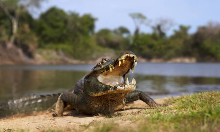 Close up of a Yacare caiman (Caiman yacare) with open mouth on a river bank, South Pantanal, Brazil.の写真素材