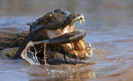 Close up of a Yacare caiman (Caiman yacare) eating piranha, South Pantanal, Brazil.の写真素材