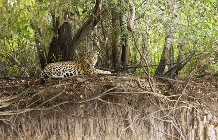 Close up of a Jaguar lying on a river bank, Pantanal, Brazil.の写真素材