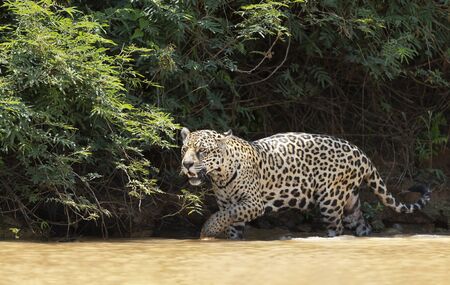 Close up of a Jaguar walking in water along the river bank, Pantanal, Brazil.の写真素材