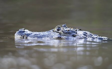 Close up of a Yacare caiman (Caiman yacare), South Pantanal, Brazil.の写真素材