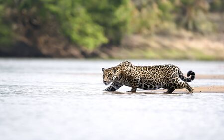 Close up of a Jaguar stalking prey in water, Pantanal, Brazil.の写真素材