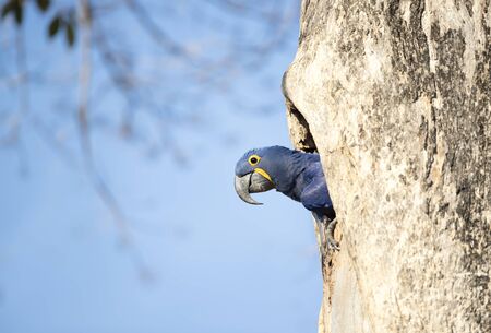 Close up of a Hyacinth macaw nesting in a tree hole, South Pantanal, Brazil.の写真素材