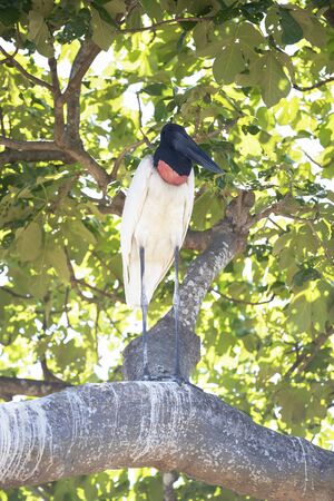 Close up of Jabiru standing on a tree branch, Pantanal, Brazil.の写真素材
