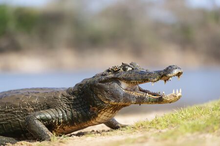 Close up of a Yacare caiman (Caiman yacare) with open mouth on a river bank, South Pantanal, Brazil.の写真素材