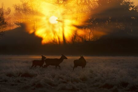 Group of red deer hinds at sunrise in winter, UK.の写真素材