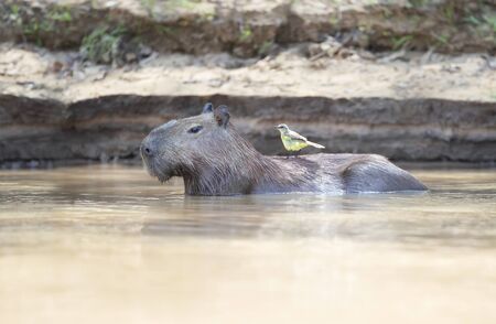 Close up of a Capybara in water with a yellow bird on a back, South Pantanal, Brazil.の写真素材