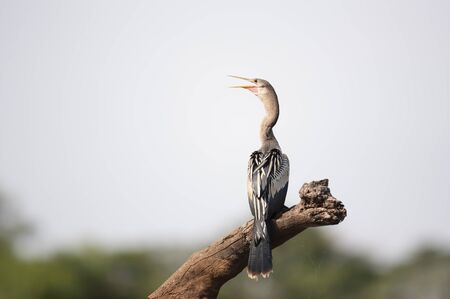 Close up of Anhinga perched on a tree branch with an open beak, Pantanal, Brazil.の写真素材