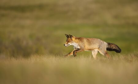 Close up of a red fox (Vulpes vulpes) running in the field of grass.の写真素材