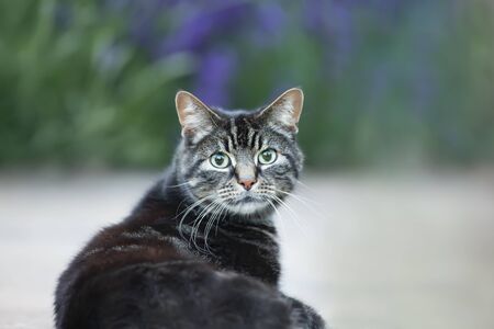 Close-up of a cat lying in the garden against clear background.の写真素材