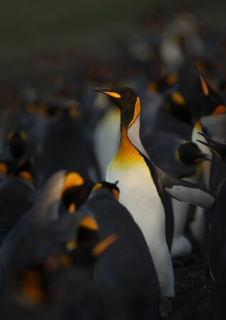 Close-up of a King penguin making way through a group of penguins at Volunteer point, Falkland Islands.の写真素材