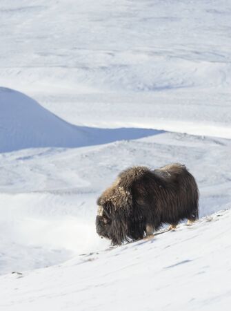Close up of a male Musk Ox standing in snow,  Dovrefjell mountains, Norway.の写真素材